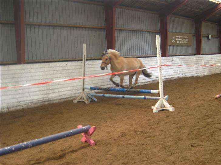 Gris der løsspringes :) billede 45