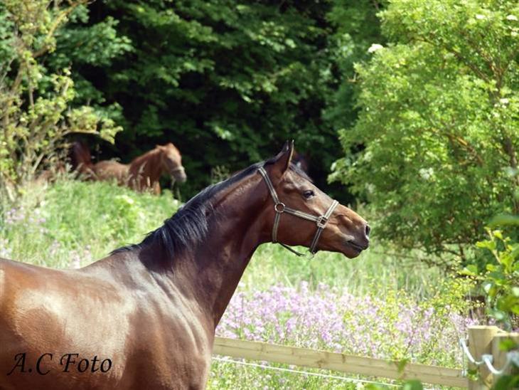 {{currentPhoto.altText}} billede {{currentPhoto.number}}