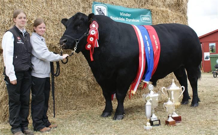 Roskilde dyrskue 09 - Mig, Sara og Unik. Med hele hans præmie høst for Roskilde dyrskue 09 billede 1
