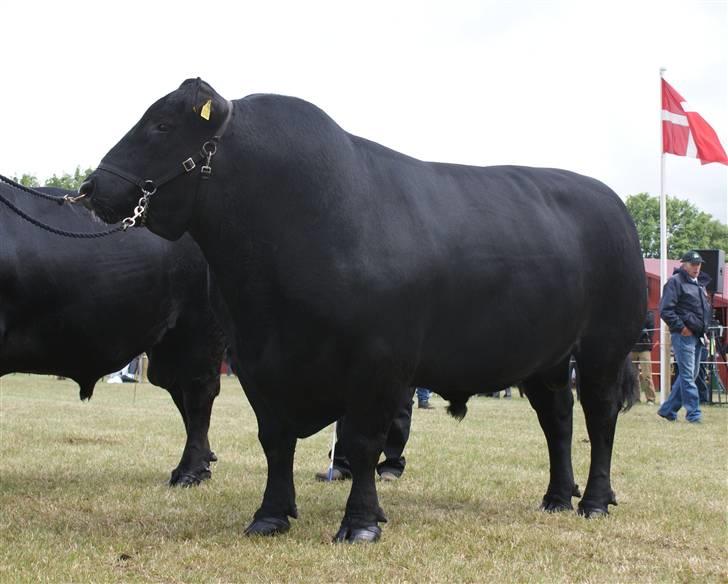 Roskilde dyrskue 09 - Bedømmelse fredag, før vi vidste hvordan det gik billede 2