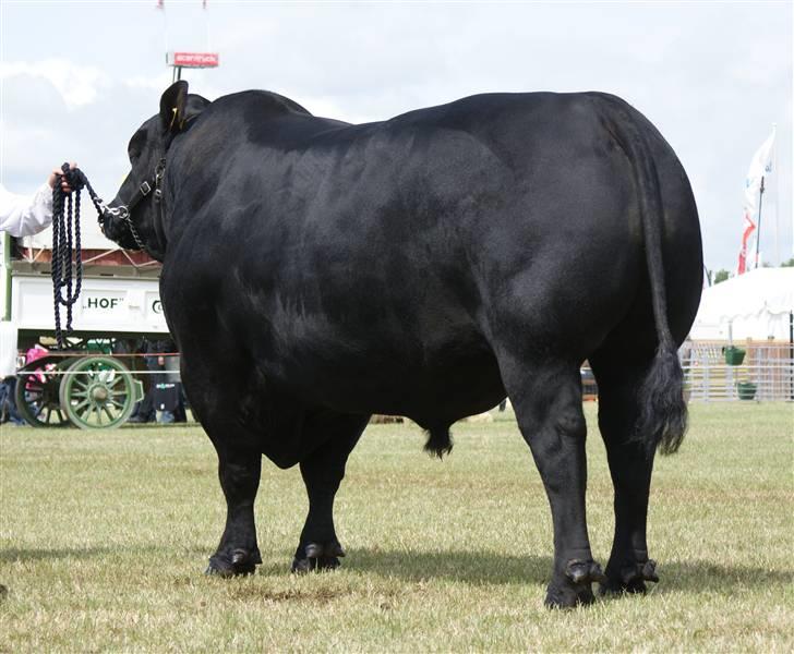 Roskilde dyrskue 09 - Bedømmelse igen billede 3