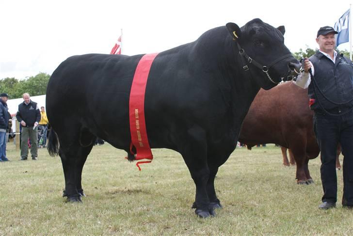 Roskilde dyrskue 09 - Lige vundet bedste angus tyr billede 4