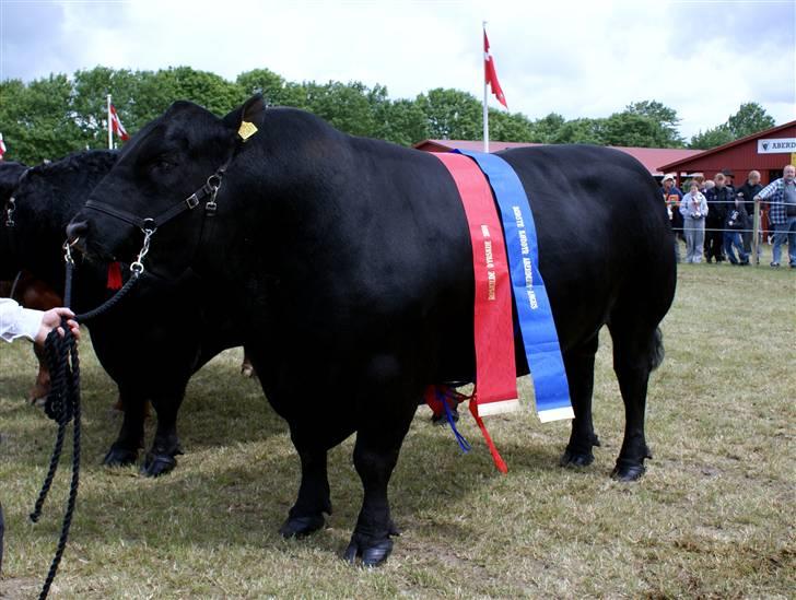 Roskilde dyrskue 09 - Lige vundet bedste køddyr billede 6