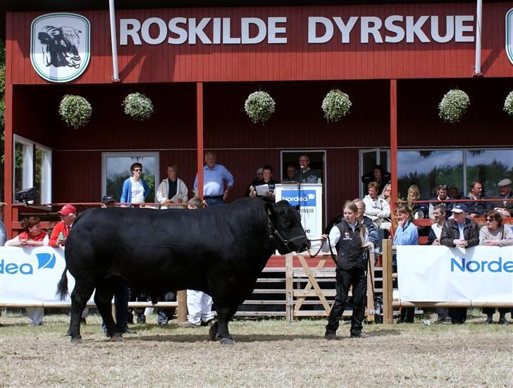 Roskilde dyrskue 09 - Jeg trækker ham til ærespræmie uddeling. Han har ikke bånd på, da vi havde et lille uheld med dem. Båndene sad fast i hans klov om fredagen, og Unik på 1,5 tons hoppede med alle 4 lige op i luften. Så han er lidt nervøs for båndende nu. billede 8