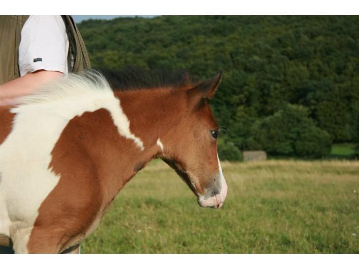 {{currentPhoto.altText}} billede {{currentPhoto.number}}