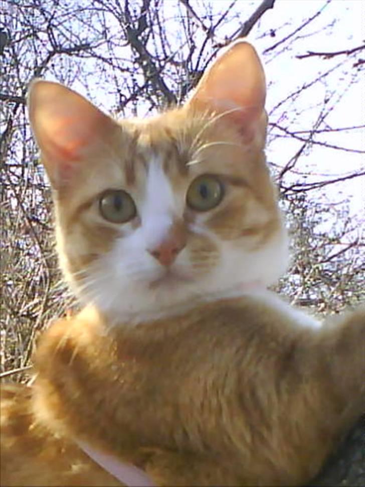 Mine katte billede 1