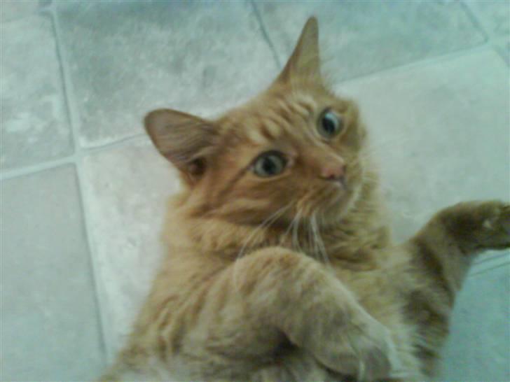 Mine katte billede 2