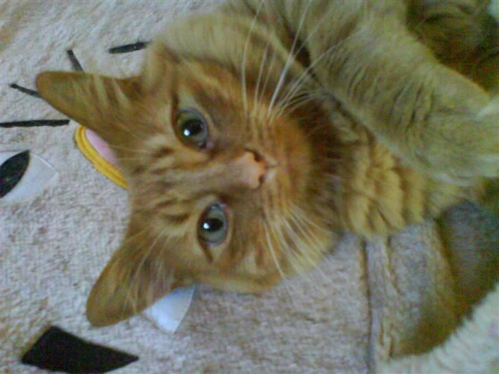 Mine katte billede 3