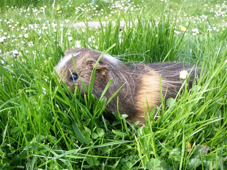 Mine marsvin :D - =)
01-06-2009 billede 16