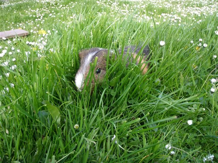 Mine marsvin :D - Hehe :p
01-06-2009 billede 17