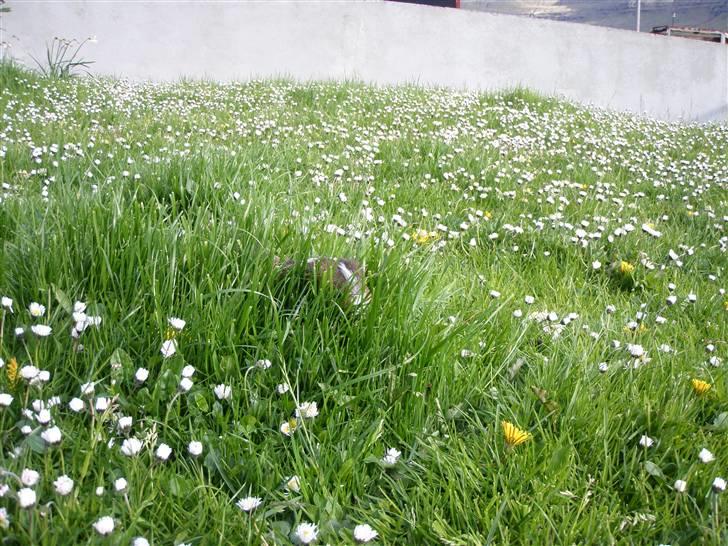 Mine marsvin :D - Rex gemmer sig i græsset :P
01-06-2009 billede 18