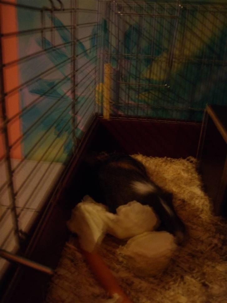 Mine marsvin :D - Rex ligger helt flad og slapper af :p .. billedet er lidt dårligt kvalitet :/
31-05-2009 billede 19