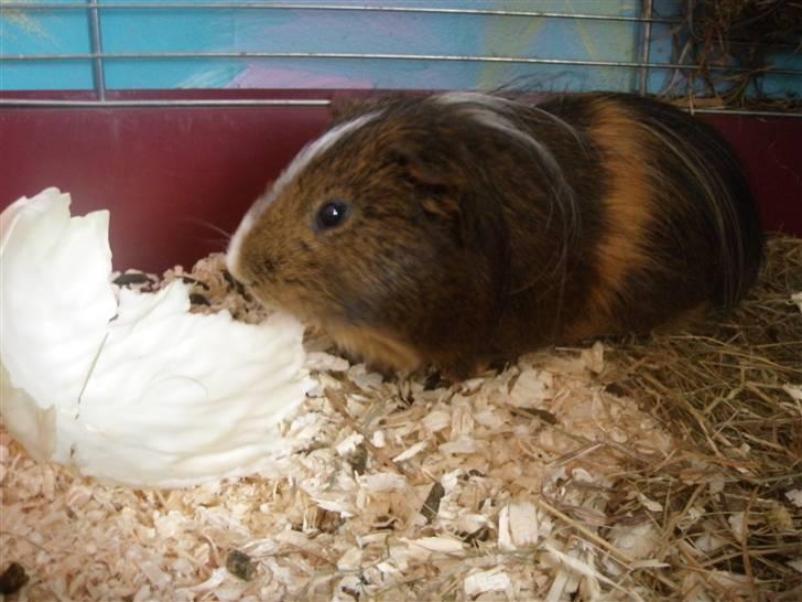 Mine marsvin :D - Lidt bange for kameraet :p
24-03-2009 billede 20