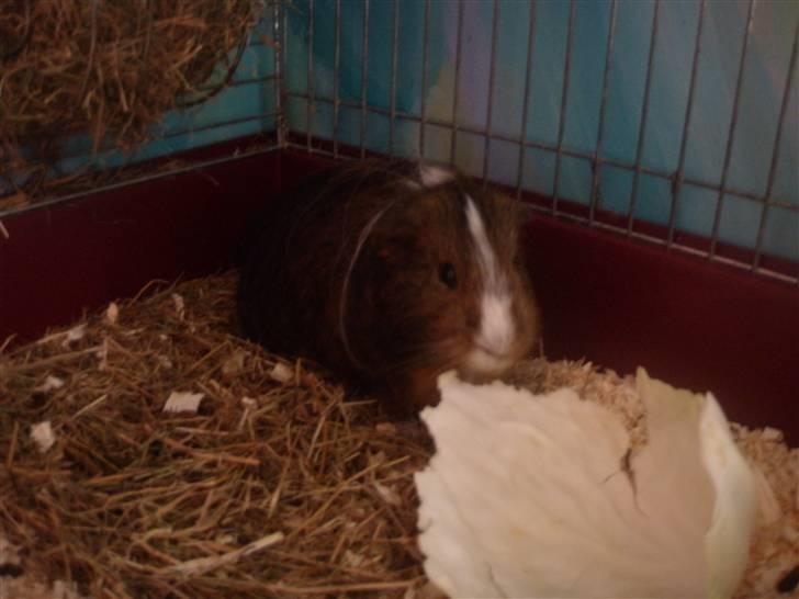 Mine marsvin :D - Rex
24-03-2009 billede 21