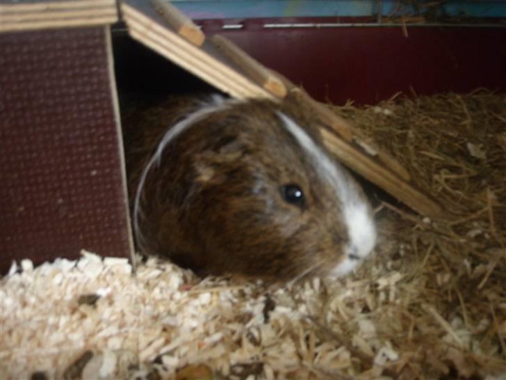 Mine marsvin :D - Rex i sit hus :)
24-03-2009 billede 22