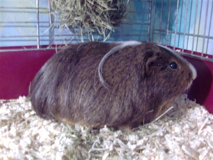 Mine marsvin :D - Her ser han bombetyk ud lol :p
26-11-2008 billede 23