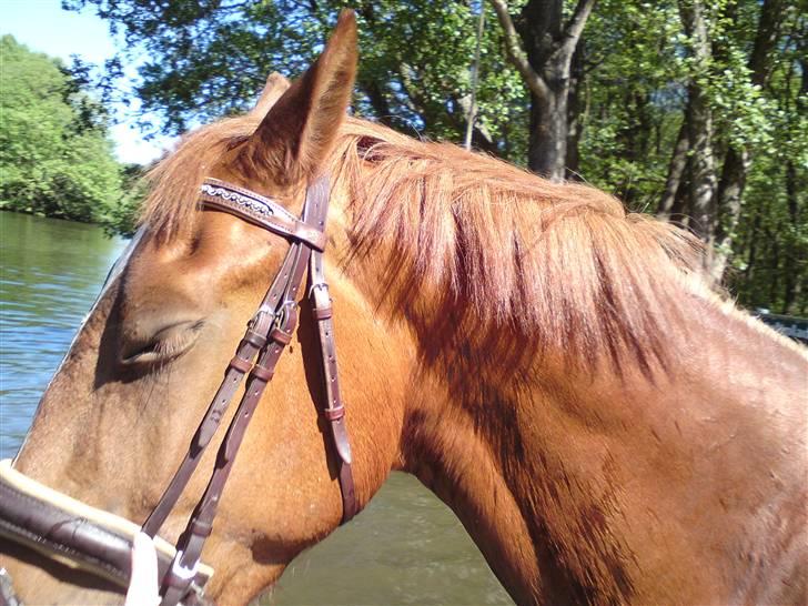 Sommerferie billeder af Tasano og Ace - sommer 2009 - Nyder at være ude at bade lidt billede 1