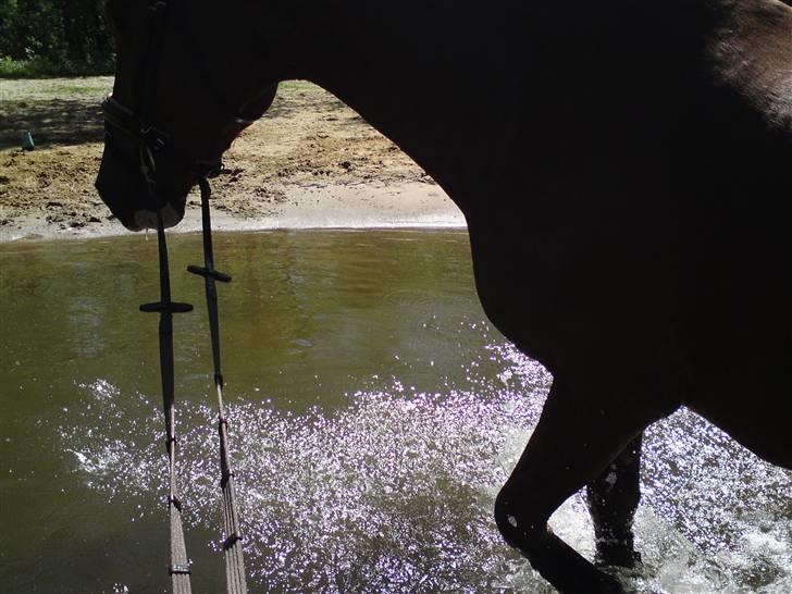 Sommerferie billeder af Tasano og Ace - sommer 2009 billede 2