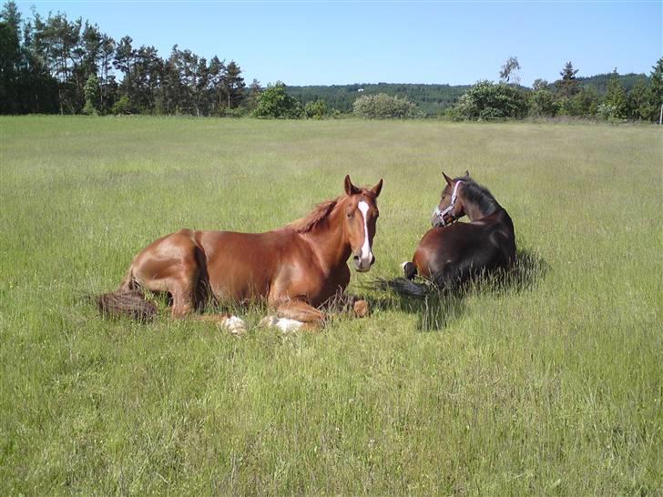 Sommerferie billeder af Tasano og Ace - sommer 2009 - Tager lige en slapper på folden billede 4