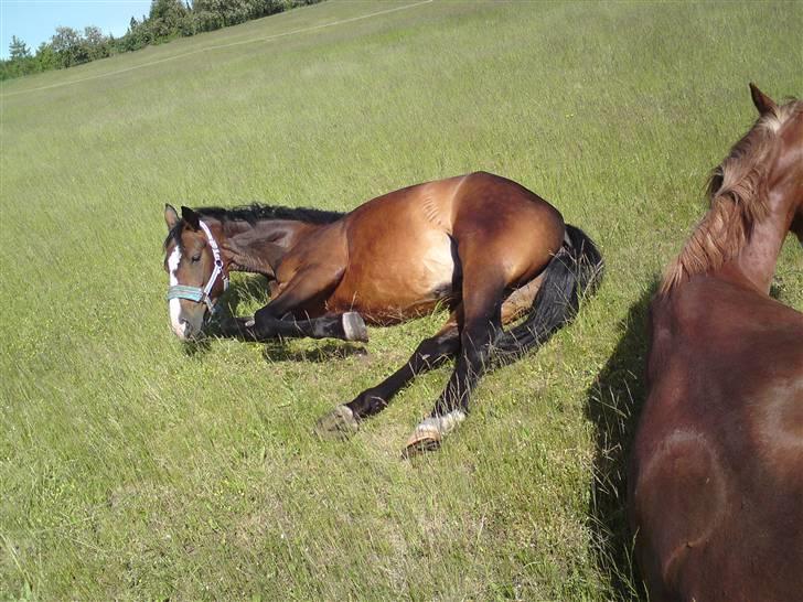 Sommerferie billeder af Tasano og Ace - sommer 2009 billede 5