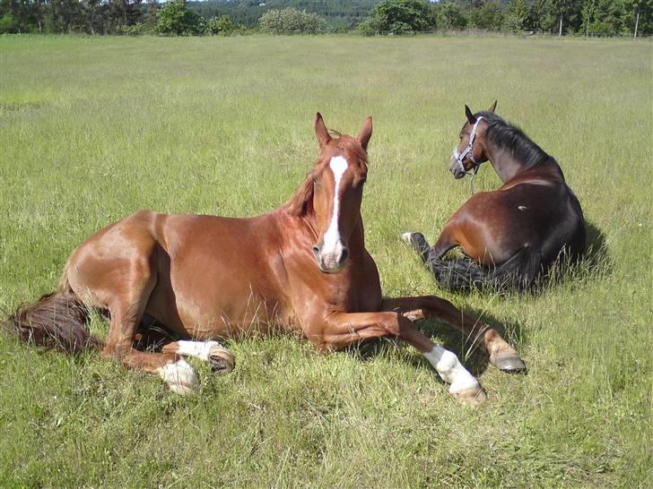 Sommerferie billeder af Tasano og Ace - sommer 2009 billede 6