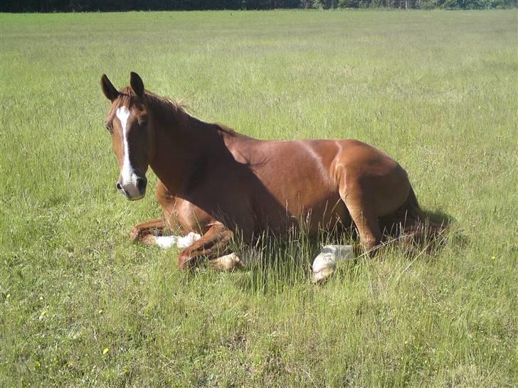 Sommerferie billeder af Tasano og Ace - sommer 2009 billede 9