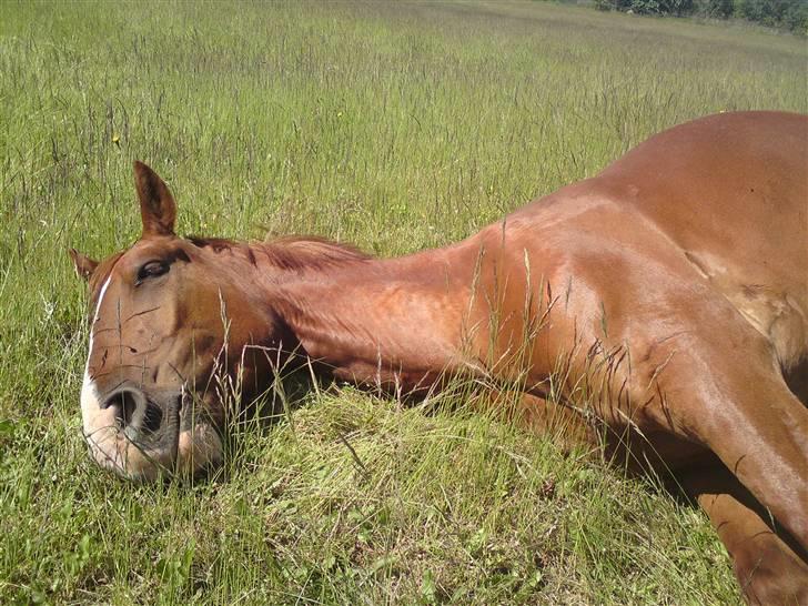 Sommerferie billeder af Tasano og Ace - sommer 2009 billede 10