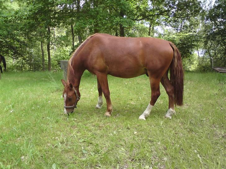 Sommerferie billeder af Tasano og Ace - sommer 2009 billede 16