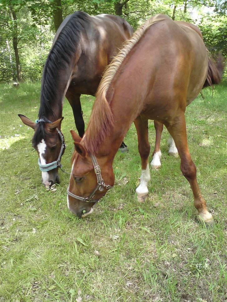 Sommerferie billeder af Tasano og Ace - sommer 2009 - Hygge med Ace billede 17