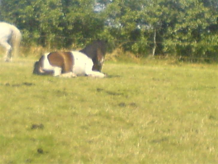 Lidt billeder af dyr - Hvem kommer? billede 1