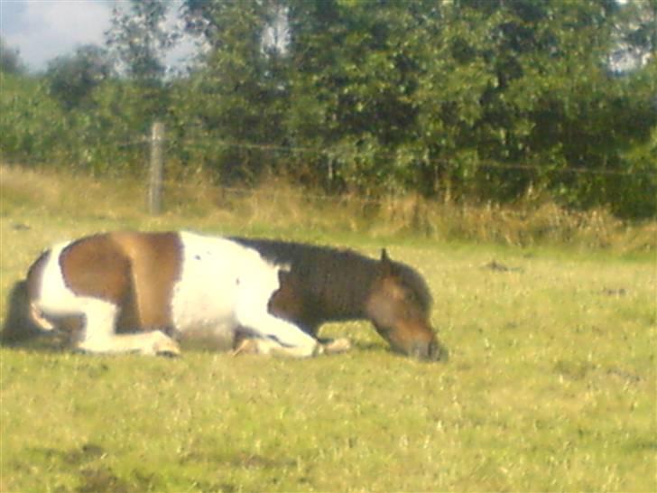 Lidt billeder af dyr - GÅvæk jeg    sover billede 2