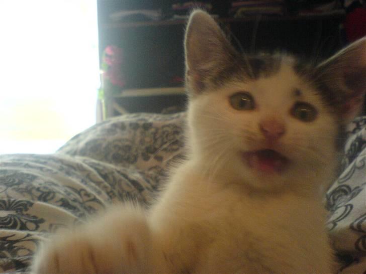 Lidt billeder af dyr - Farlig     MISSER billede 3