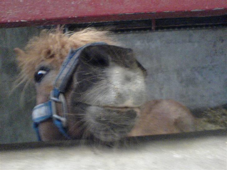 Lidt billeder af dyr - Nogen der vil have et kys? billede 4