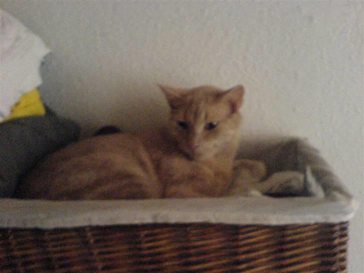 Lidt billeder af dyr - Bamse min    misser billede 5