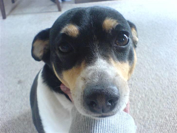 Lidt billeder af dyr - En hund jeg kender     den hedder Kvik billede 6