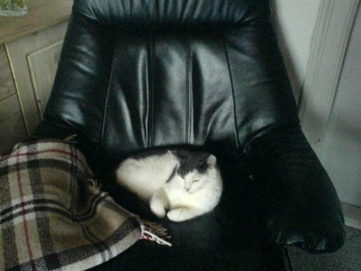 Lidt billeder af dyr - Min gamle    misser       den er   randt    væk      ØV ØV billede 7