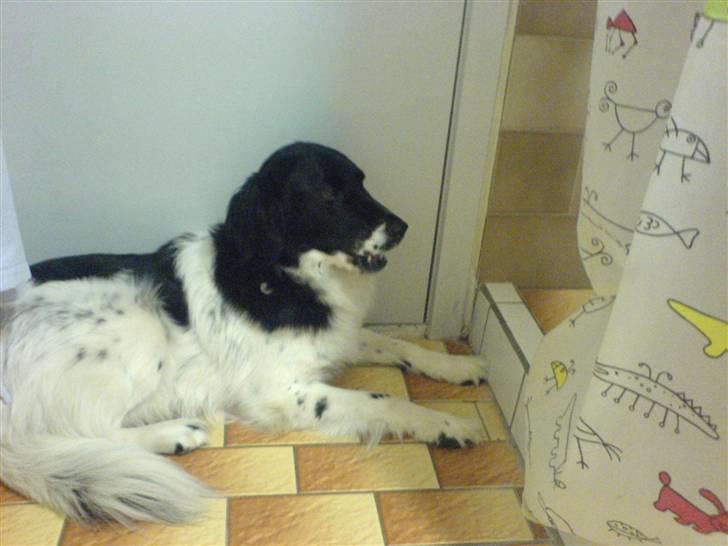 Lidt billeder af dyr - Plet min vuffer billede 8