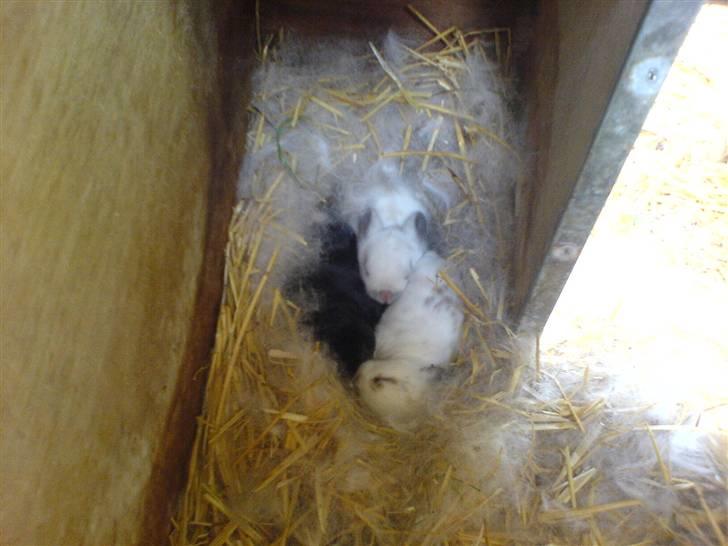 Lidt billeder af dyr - Min    veninders     kaninse unger billede 9