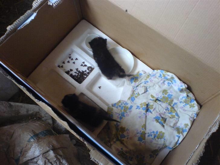 Lidt billeder af dyr - Misse    killinger billede 10