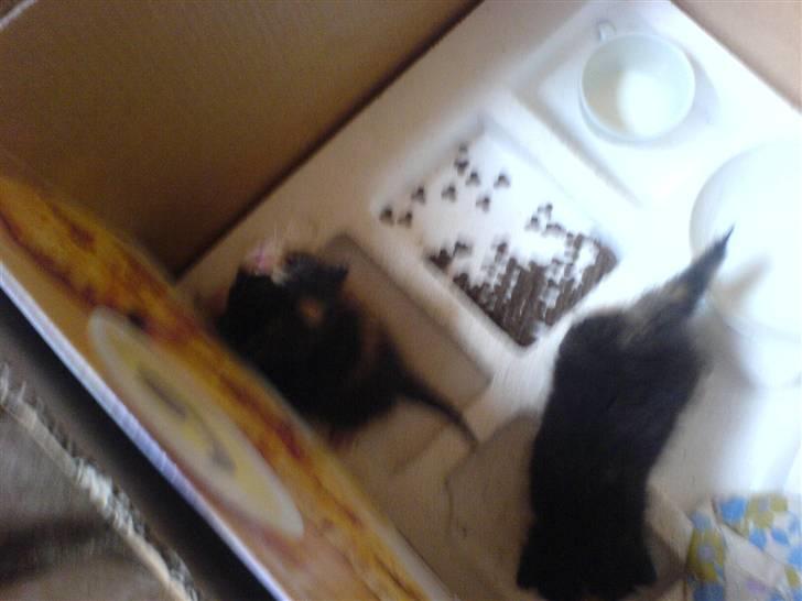 Lidt billeder af dyr - Misserne   igen billede 11