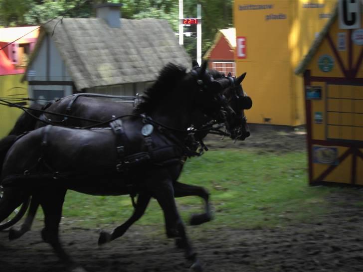 VM i kørsel for pony - marathon billede 1