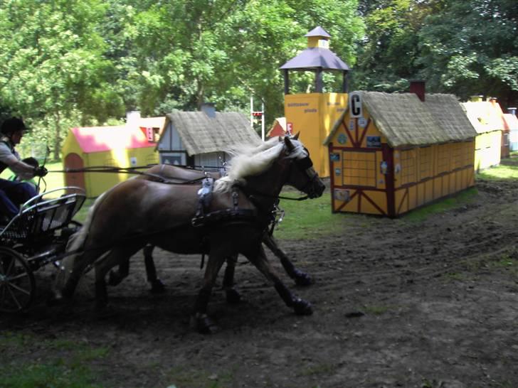 VM i kørsel for pony - marathon - Lars Dau - Danmark billede 2