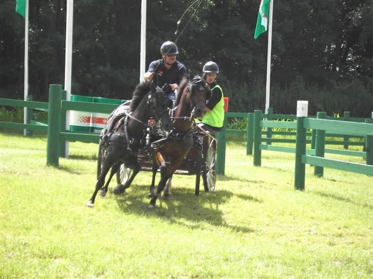 VM i kørsel for pony - marathon - Karel Van Vekem - Holland billede 3