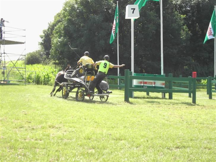 VM i kørsel for pony - marathon billede 6