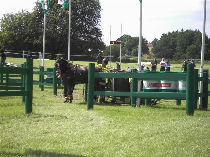 VM i kørsel for pony - marathon - Vognen væltede billede 7