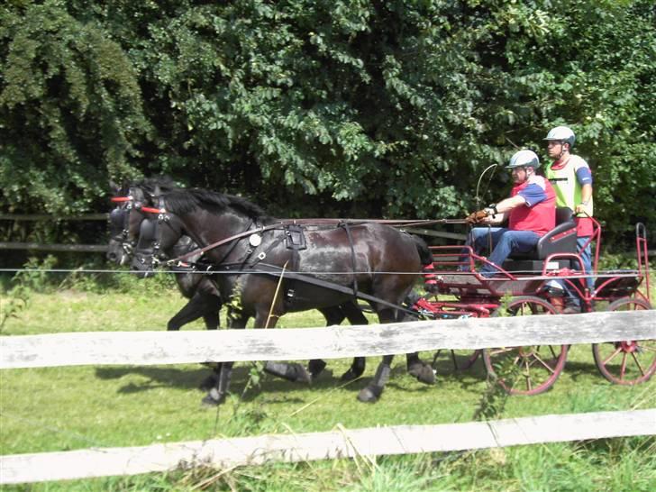 VM i kørsel for pony - marathon billede 8