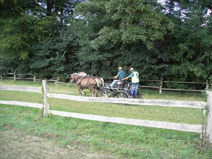 VM i kørsel for pony - marathon billede 9