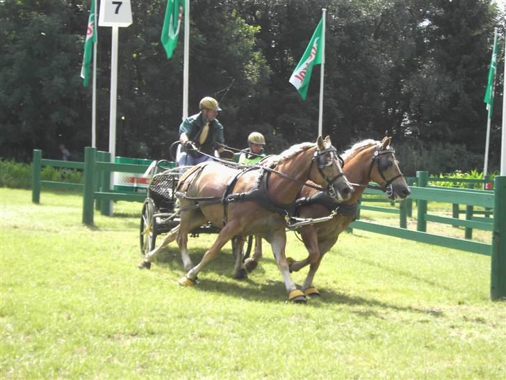 VM i kørsel for pony - marathon billede 12