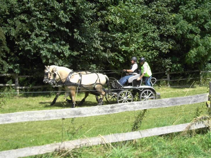 VM i kørsel for pony - marathon billede 13