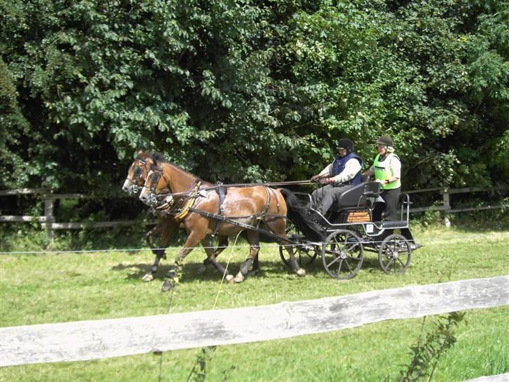 VM i kørsel for pony - marathon billede 15